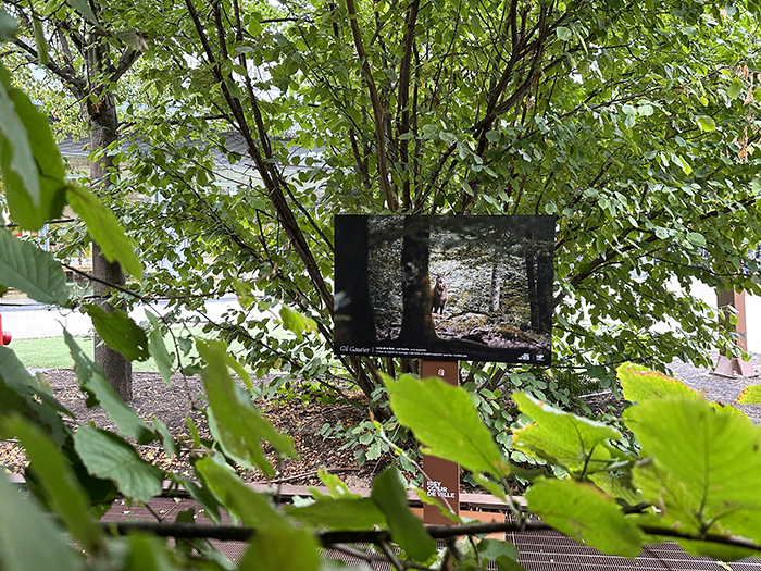 La nature nous émerveille • La nouvelle exposition Issy Cœur de Ville x HiP, du 19 octobre au 8 novembre 2026