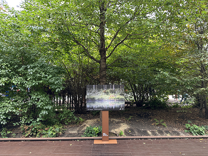 La nature nous émerveille • La nouvelle exposition Issy Cœur de Ville x HiP, du 19 octobre au 8 novembre 2026