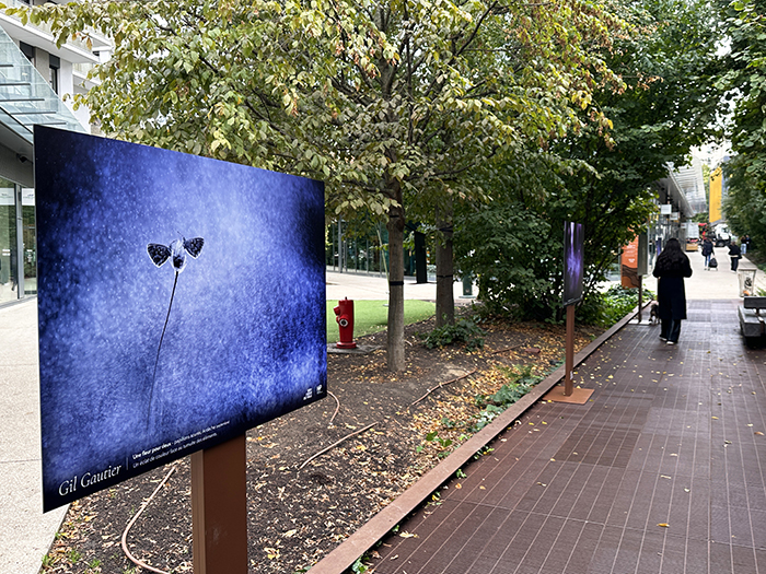 La nature nous émerveille • La nouvelle exposition Issy Cœur de Ville x HiP, du 19 octobre au 8 novembre 2026